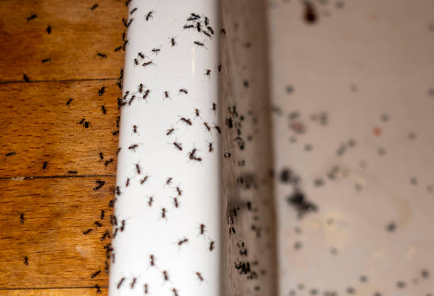 Pest Control for Restaurants in Mill Creek, WA